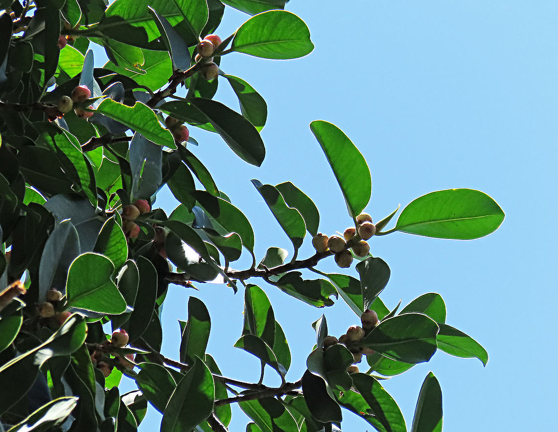 Thick-Leaf Fig The thick-leaf Fig (Ficus callophylla) has broad thick leaves and that is why the species name means stick stiff leaves in Latin. Fruits are pinkish and have a pointed fruit tip. This fig plant is a strangler which grows on host trees as epiphytes and slowly cover the whole tree over time. There are several of these fig tree in close proximity.<br />
<br />
Borneo is home to over 150 species of wild figs and my organization (1StopBorneo Wildlife) is trying to document them all to understand the ecological roles of figs better to aid in our reforestation projects.<br />
<br />
Photos of the fruit and tree:<br />
<figure class="photo"><a href="https://www.jungledragon.com/image/105202/thick-leaf_fig_fresh_fruit.html" title="Thick-Leaf Fig fresh fruit"><img src="https://s3.amazonaws.com/media.jungledragon.com/images/3336/105202_thumb.JPG?AWSAccessKeyId=05GMT0V3GWVNE7GGM1R2&Expires=1767225610&Signature=95aHD8OzUCEsOm0og7SXuGwV4Ik%3D" width="200" height="168" alt="Thick-Leaf Fig fresh fruit The thick-leaf Fig (Ficus callophylla) has broad thick leaves and that is why the species name means stick stiff leaves in Latin. Fruits are pinkish and have a pointed fruit tip. This fig plant is a strangler which grows on host trees as epiphytes and slowly cover the whole tree over time. There are several of these fig tree in close proximity.<br />
<br />
Borneo is home to over 150 species of wild figs and my organization (1StopBorneo Wildlife) is trying to document them all to understand the ecological roles of figs better to aid in our reforestation projects.<br />
<br />
Photos of the tree and leaves:<br />
https://www.jungledragon.com/image/105203/thick-leaf_fig_tree_by_the_beach.html<br />
https://www.jungledragon.com/image/105201/thick-leaf_fig_plant.html Ficus callophylla,Geotagged,Summer,Thick-Leaf Fig" /></a></figure><br />
<figure class="photo"><a href="https://www.jungledragon.com/image/105317/thick-leaf_fig_strangling_roots.html" title="Thick-Leaf Fig strangling roots"><img src="https://s3.amazonaws.com/media.jungledragon.com/images/3336/105317_thumb.JPG?AWSAccessKeyId=05GMT0V3GWVNE7GGM1R2&Expires=1767225610&Signature=DKpbIWejXIPQ9b441UwvZgGBeNc%3D" width="108" height="152" alt="Thick-Leaf Fig strangling roots The thick-leaf Fig (Ficus callophylla) has broad thick leaves and that is why the species name means stick stiff leaves in Latin. Fruits are pinkish and have a pointed fruit tip. This fig plant is a strangler which grows on host trees as epiphytes and slowly cover the whole tree over time. There are several of these fig tree in close proximity.<br />
<br />
Borneo is home to over 150 species of wild figs and my organization (1StopBorneo Wildlife) is trying to document them all to understand the ecological roles of figs better to aid in our reforestation projects.<br />
<br />
A better look at the fruits and leaf:<br />
https://www.jungledragon.com/image/105321/thick-leaf_fig.html<br />
https://www.jungledragon.com/image/105200/thick-leaf_fig_thick_leaf.html Ficus callophylla,Geotagged,Malaysia,Summer,Thick-Leaf Fig" /></a></figure> Ficus callophylla,Geotagged,Malaysia,Summer,Thick-Leaf Fig