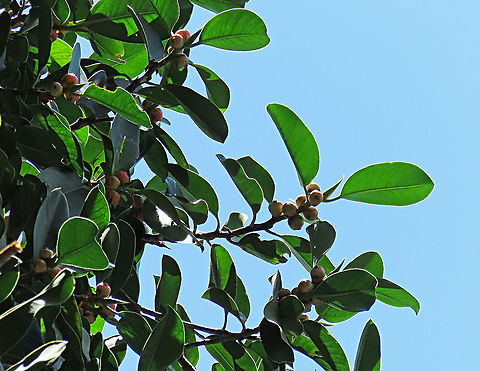 Thick-Leaf Fig The thick-leaf Fig (Ficus callophylla) has broad thick leaves and that is why the species name means stick stiff leaves in Latin. Fruits are pinkish and have a pointed fruit tip. This fig plant is a strangler which grows on host trees as epiphytes and slowly cover the whole tree over time. There are several of these fig tree in close proximity.

Borneo is home to over 150 species of wild figs and my organization (1StopBorneo Wildlife) is trying to document them all to understand the ecological roles of figs better to aid in our reforestation projects.

Photos of the fruit and tree:
https://www.jungledragon.com/image/105202/thick-leaf_fig_fresh_fruit.html
https://www.jungledragon.com/image/105317/thick-leaf_fig_strangling_roots.html Ficus callophylla,Geotagged,Malaysia,Summer,Thick-Leaf Fig