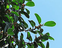 Thick-Leaf Fig The thick-leaf Fig (Ficus callophylla) has broad thick leaves and that is why the species name means stick stiff leaves in Latin. Fruits are pinkish and have a pointed fruit tip. This fig plant is a strangler which grows on host trees as epiphytes and slowly cover the whole tree over time. There are several of these fig tree in close proximity.<br />
<br />
Borneo is home to over 150 species of wild figs and my organization (1StopBorneo Wildlife) is trying to document them all to understand the ecological roles of figs better to aid in our reforestation projects.<br />
<br />
Photos of the fruit and tree:<br />
https://www.jungledragon.com/image/105202/thick-leaf_fig_fresh_fruit.html<br />
https://www.jungledragon.com/image/105317/thick-leaf_fig_strangling_roots.html Ficus callophylla,Geotagged,Malaysia,Summer,Thick-Leaf Fig