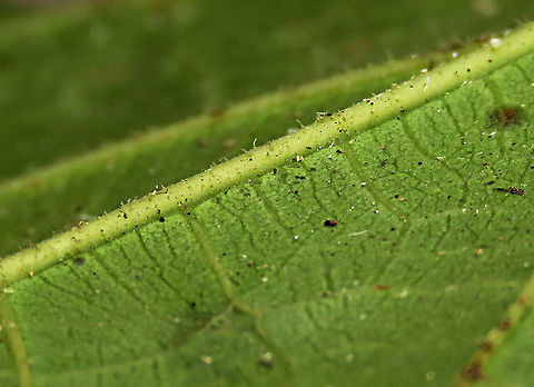 Cuming's Fig leaf hair This is the fruit of a male Ficus cumingii. A common fig species from Philippines which have successfully arrived the east coast of Sabah, Borneo. This species is unique where it has some leaves that are growing opposite to each other which is unlike all the other fig species. Leaves are are very rough with tiny hard hairs. This is the male fruit as fig wasps form their galls inside it. 

This turns out to be the first live specimen photographic record for Borneo. Previous records has shown that this species is very rare in Borneo but we realize that they are quite common and just growing in places where botanists wouldn't bother to look. My organization (1StopBorneo Wildlife) stumbled upon this while trying to record important fig trees in the urban wildlife ecosystem. In our nursery, seeds of this species germinate quite well.

 Ficus cumingii,Geotagged,Malaysia,Summer