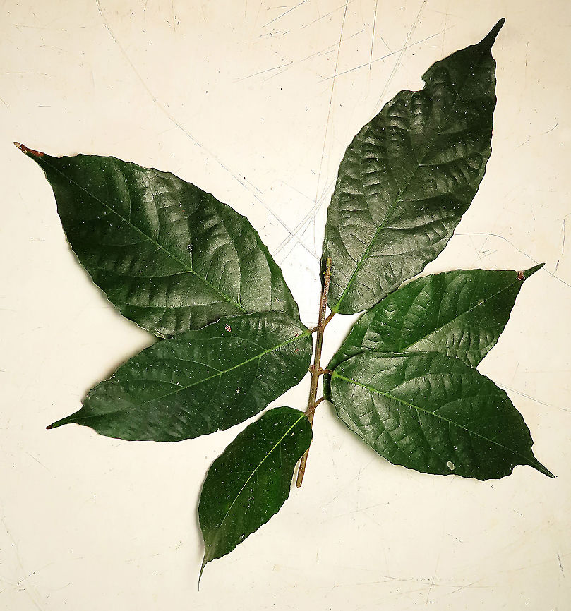 Cuming's Fig opposite leaves This is the fruit of a male Ficus cumingii. A common fig species from Philippines which have successfully arrived the east coast of Sabah, Borneo. This species is unique where it has some leaves that are growing opposite to each other which is unlike all the other fig species. Leaves are are very rough with tiny hard hairs. This is the male fruit as fig wasps form their galls inside it. <br />
<br />
This turns out to be the first live specimen photographic record for Borneo. Previous records has shown that this species is very rare in Borneo but we realize that they are quite common and just growing in places where botanists wouldn&#039;t bother to look. My organization (1StopBorneo Wildlife) stumbled upon this while trying to record important fig trees in the urban wildlife ecosystem. In our nursery, seeds of this species germinate quite well.<br />
<br />
 Ficus cumingii,Geotagged,Malaysia,Summer