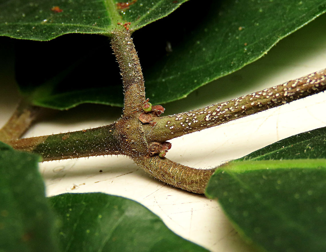 Cuming's Fig tiny fruits at leaf base This is the fruit of a male Ficus cumingii. Tiny young fruits developing seen just developing in this photo. A common fig species from Philippines which have successfully arrived the east coast of Sabah, Borneo. This species is unique where it has some leaves that are growing opposite to each other which is unlike all the other fig species. Leaves are are very rough with tiny hard hairs. This is the male fruit as fig wasps form their galls inside it. <br />
<br />
This turns out to be the first live specimen photographic record for Borneo. Previous records has shown that this species is very rare in Borneo but we realize that they are quite common and just growing in places where botanists wouldn&#039;t bother to look. My organization (1StopBorneo Wildlife) stumbled upon this while trying to record important fig trees in the urban wildlife ecosystem. In our nursery, seeds of this species germinate quite well.<br />
<br />
 Ficus cumingii,Geotagged,Malaysia,Summer