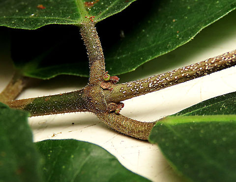 Cuming's Fig tiny fruits at leaf base This is the fruit of a male Ficus cumingii. Tiny young fruits developing seen just developing in this photo. A common fig species from Philippines which have successfully arrived the east coast of Sabah, Borneo. This species is unique where it has some leaves that are growing opposite to each other which is unlike all the other fig species. Leaves are are very rough with tiny hard hairs. This is the male fruit as fig wasps form their galls inside it. 

This turns out to be the first live specimen photographic record for Borneo. Previous records has shown that this species is very rare in Borneo but we realize that they are quite common and just growing in places where botanists wouldn't bother to look. My organization (1StopBorneo Wildlife) stumbled upon this while trying to record important fig trees in the urban wildlife ecosystem. In our nursery, seeds of this species germinate quite well.

 Ficus cumingii,Geotagged,Malaysia,Summer