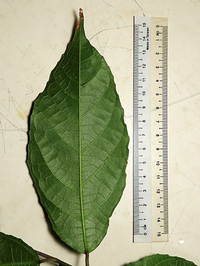 Cuming's Fig leaf back This is the fruit of a male Ficus cumingii. A common fig species from Philippines which have successfully arrived the east coast of Sabah, Borneo. This species is unique where it has some leaves that are growing opposite to each other which is unlike all the other fig species. Leaves are are very rough with tiny hard hairs. This is the male fruit as fig wasps form their galls inside it. <br />
<br />
This turns out to be the first live specimen photographic record for Borneo. Previous records has shown that this species is very rare in Borneo but we realize that they are quite common and just growing in places where botanists wouldn&#039;t bother to look. My organization (1StopBorneo Wildlife) stumbled upon this while trying to record important fig trees in the urban wildlife ecosystem. In our nursery, seeds of this species germinate quite well.<br />
<br />
 Ficus cumingii,Geotagged,Malaysia,Summer