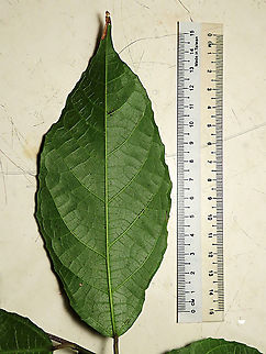 Cuming's Fig leaf back This is the fruit of a male Ficus cumingii. A common fig species from Philippines which have successfully arrived the east coast of Sabah, Borneo. This species is unique where it has some leaves that are growing opposite to each other which is unlike all the other fig species. Leaves are are very rough with tiny hard hairs. This is the male fruit as fig wasps form their galls inside it. 

This turns out to be the first live specimen photographic record for Borneo. Previous records has shown that this species is very rare in Borneo but we realize that they are quite common and just growing in places where botanists wouldn't bother to look. My organization (1StopBorneo Wildlife) stumbled upon this while trying to record important fig trees in the urban wildlife ecosystem. In our nursery, seeds of this species germinate quite well.

 Ficus cumingii,Geotagged,Malaysia,Summer