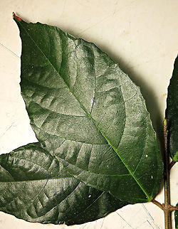 Cuming's Fig leaf front This is the fruit of a male Ficus cumingii. A common fig species from Philippines which have successfully arrived the east coast of Sabah, Borneo. This species is unique where it has some leaves that are growing opposite to each other which is unlike all the other fig species. Leaves are are very rough with tiny hard hairs. This is the male fruit as fig wasps form their galls inside it. 

This turns out to be the first live specimen photographic record for Borneo. Previous records has shown that this species is very rare in Borneo but we realize that they are quite common and just growing in places where botanists wouldn't bother to look. My organization (1StopBorneo Wildlife) stumbled upon this while trying to record important fig trees in the urban wildlife ecosystem. In our nursery, seeds of this species germinate quite well.

 Ficus cumingii,Geotagged,Malaysia,Summer