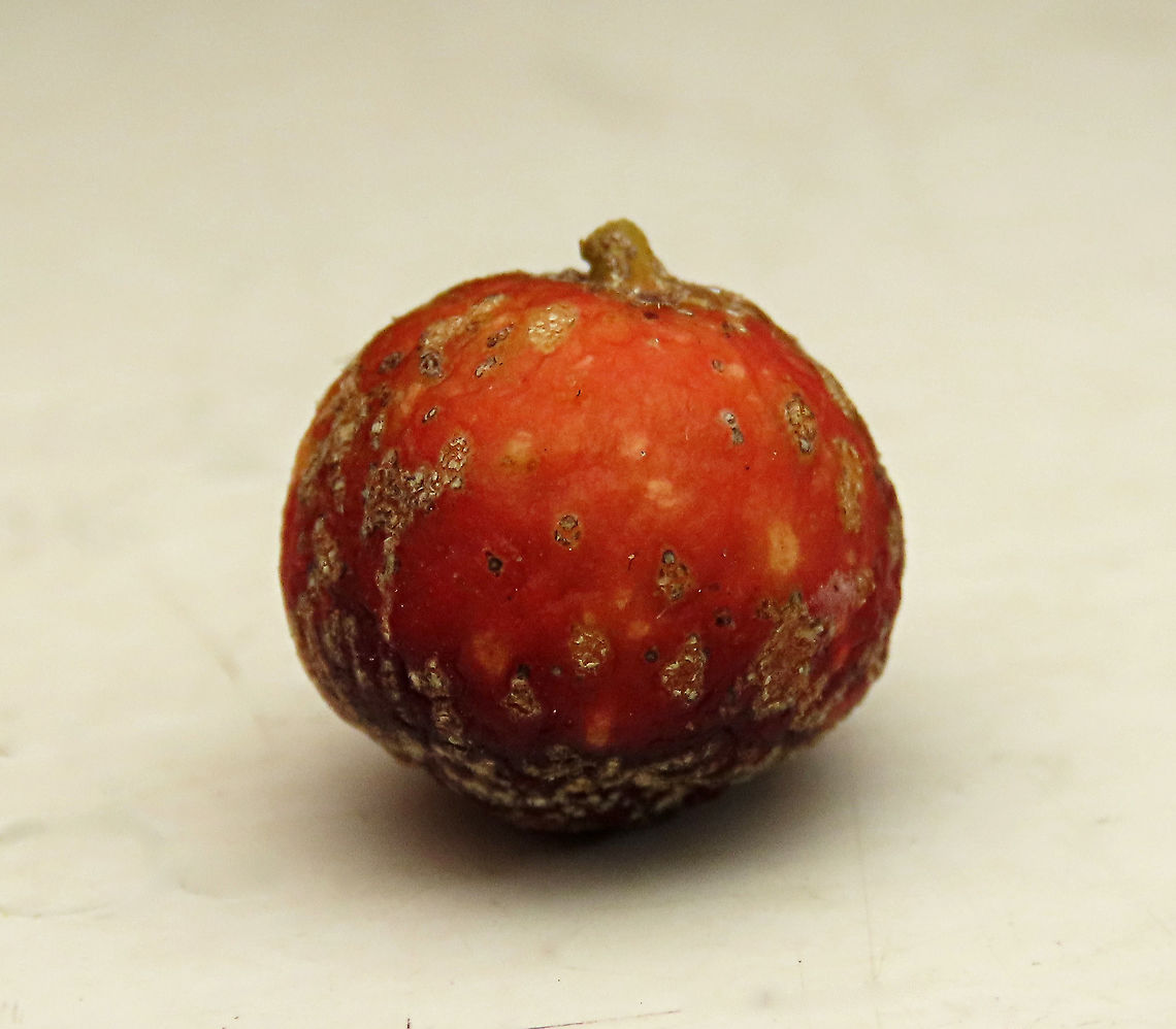 Cuming's Fig male fruit This is the fruit of a male Ficus cumingii. A common fig species from Philippines which have successfully arrived the east coast of Sabah, Borneo. This species is unique where it has some leaves that are growing opposite to each other which is unlike all the other fig species. Leaves are are very rough with tiny hard hairs. This is the male fruit as fig wasps form their galls inside it. <br />
<br />
This turns out to be the first live specimen photographic record for Borneo. Previous records has shown that this species is very rare in Borneo but we realize that they are quite common and just growing in places where botanists wouldn't bother to look. My organization (1StopBorneo Wildlife) stumbled upon this while trying to record important fig trees in the urban wildlife ecosystem. In our nursery, seeds of this species germinate quite well.<br />
<br />
 Ficus cumingii,Geotagged,Malaysia,Summer
