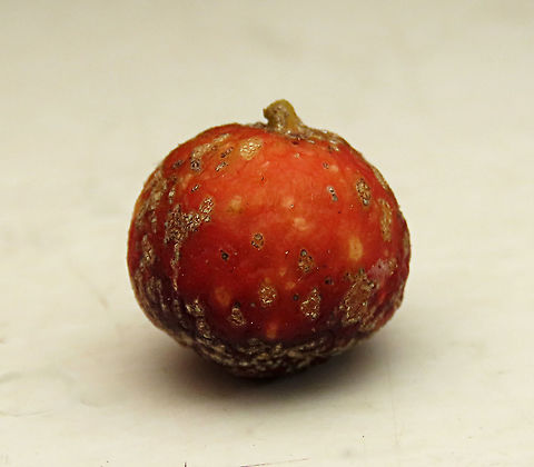 Cuming's Fig male fruit This is the fruit of a male Ficus cumingii. A common fig species from Philippines which have successfully arrived the east coast of Sabah, Borneo. This species is unique where it has some leaves that are growing opposite to each other which is unlike all the other fig species. Leaves are are very rough with tiny hard hairs. This is the male fruit as fig wasps form their galls inside it. 

This turns out to be the first live specimen photographic record for Borneo. Previous records has shown that this species is very rare in Borneo but we realize that they are quite common and just growing in places where botanists wouldn't bother to look. My organization (1StopBorneo Wildlife) stumbled upon this while trying to record important fig trees in the urban wildlife ecosystem. In our nursery, seeds of this species germinate quite well.

 Ficus cumingii,Geotagged,Malaysia,Summer