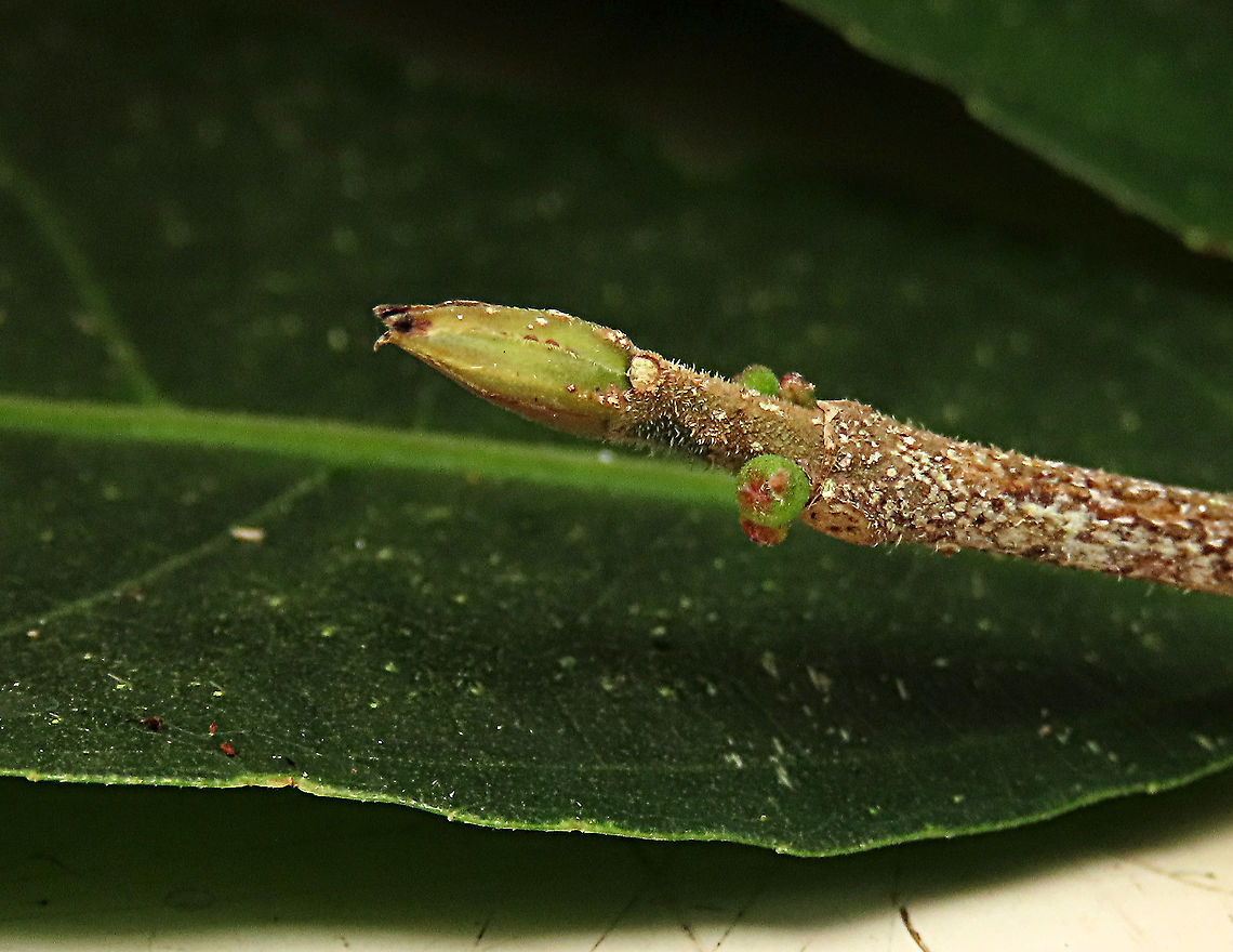 Cuming's Fig fruits developing This is the fruit of a male Ficus cumingii. Tiny young fruits developing seen in this photo just below the emerging young leaf still covered in stipules. A common fig species from Philippines which have successfully arrived the east coast of Sabah, Borneo. This species is unique where it has some leaves that are growing opposite to each other which is unlike all the other fig species. Leaves are are very rough with tiny hard hairs. This is the male fruit as fig wasps form their galls inside it. <br />
<br />
This turns out to be the first live specimen photographic record for Borneo. Previous records has shown that this species is very rare in Borneo but we realize that they are quite common and just growing in places where botanists wouldn&#039;t bother to look. My organization (1StopBorneo Wildlife) stumbled upon this while trying to record important fig trees in the urban wildlife ecosystem. In our nursery, seeds of this species germinate quite well.<br />
<br />
 Ficus cumingii,Geotagged,Malaysia,Summer