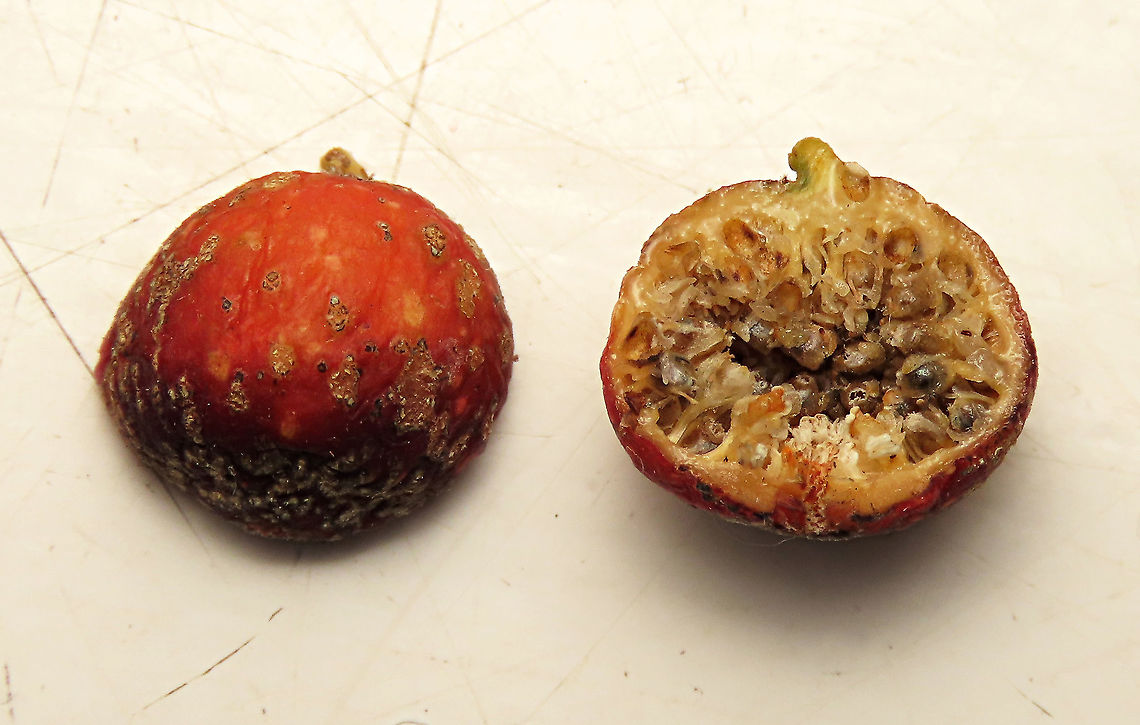 inside the Cuming's Fig This is the fruit of a male Ficus cumingii. Opened and showing the fig wasp galls inside. A common fig species from Philippines which have successfully arrived the east coast of Sabah, Borneo. This species is unique where it has some leaves that are growing opposite to each other which is unlike all the other fig species. Leaves are are very rough with tiny hard hairs. This is the male fruit as fig wasps form their galls inside it. <br />
<br />
This turns out to be the first live specimen photographic record for Borneo. Previous records has shown that this species is very rare in Borneo but we realize that they are quite common and just growing in places where botanists wouldn't bother to look. My organization (1StopBorneo Wildlife) stumbled upon this while trying to record important fig trees in the urban wildlife ecosystem. In our nursery, seeds of this species germinate quite well.<br />
<br />
 Ficus cumingii,Geotagged,Malaysia,Summer