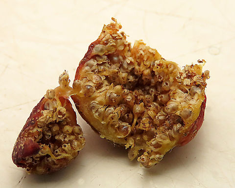 Cuming's Fig galls This is the fruit of a male Ficus cumingii. Opened and showing the fig wasp galls inside. A common fig species from Philippines which have successfully arrived the east coast of Sabah, Borneo. This species is unique where it has some leaves that are growing opposite to each other which is unlike all the other fig species. Leaves are are very rough with tiny hard hairs. This is the male fruit as fig wasps form their galls inside it. 

This turns out to be the first live specimen photographic record for Borneo. Previous records has shown that this species is very rare in Borneo but we realize that they are quite common and just growing in places where botanists wouldn't bother to look. My organization (1StopBorneo Wildlife) stumbled upon this while trying to record important fig trees in the urban wildlife ecosystem. In our nursery, seeds of this species germinate quite well.

 Ficus cumingii,Geotagged,Malaysia,Summer