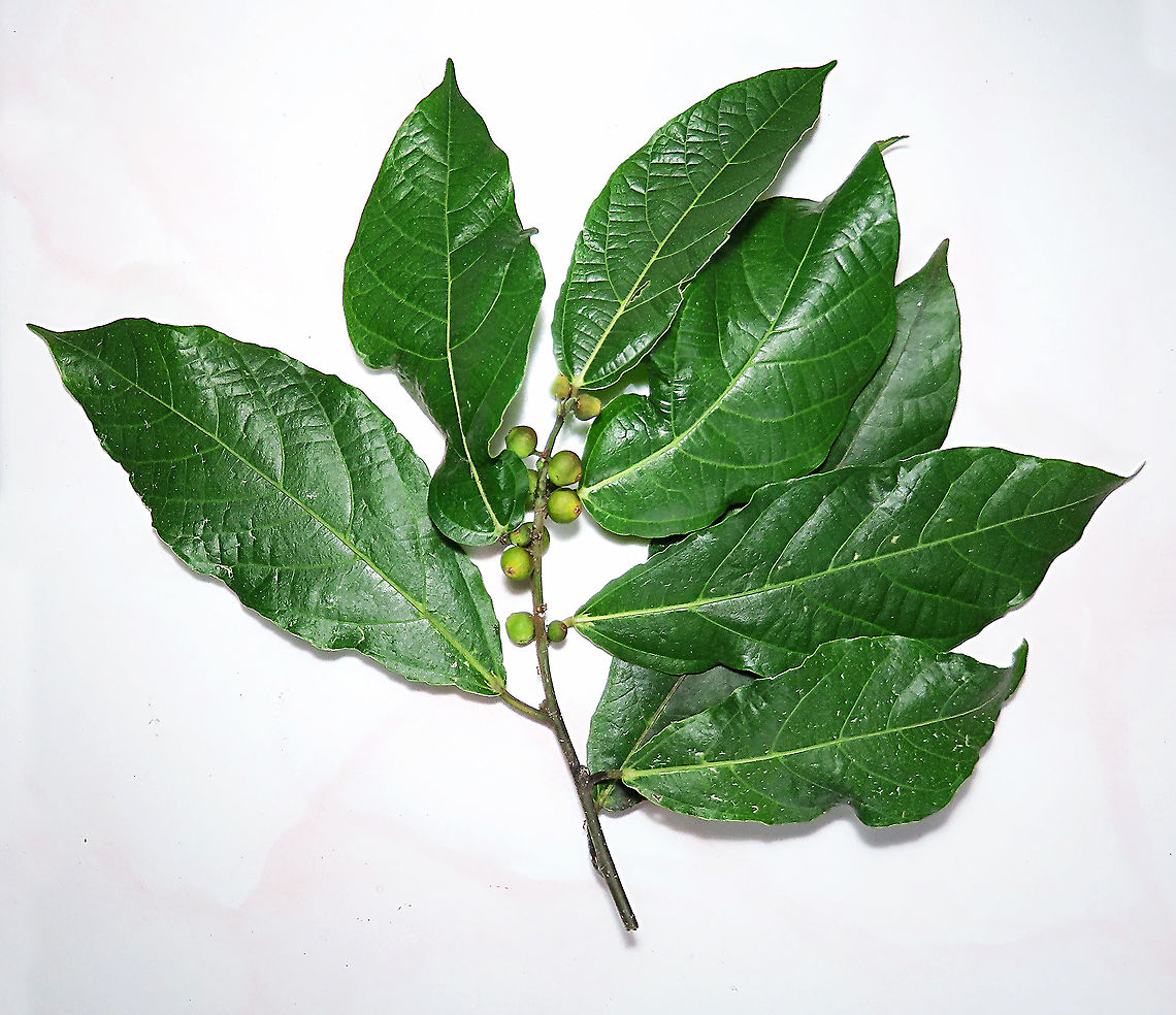 Cuming's Fig cutting This is the plant cutting of a female Ficus cumingii to be grown for grown for replanting projects. A common fig species from Philippines which have successfully arrived the east coast of Sabah, Borneo. This species is unique where it has some leaves that are growing opposite to each other which is unlike all the other fig species. Leaves are are very rough with tiny hard hairs. This is the female fruit so this can bear fertile fruits with seeds unlike the male plants.<br />
<br />
Previous botanical records have shown that this species is very rare in Borneo but now we are realizing that this is indeed a very common species which are growing in urban areas. My organization (1StopBorneo Wildlife) stumbled upon this while trying to record important fig trees in the urban wildlife ecosystem. In our nursery, seeds of this species germinate quite well.<br />
 Fall,Ficus cumingii,Geotagged,Malaysia