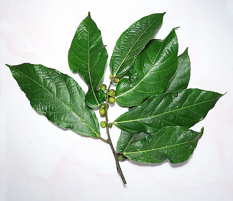 Cuming's Fig cutting This is the plant cutting of a female Ficus cumingii to be grown for grown for replanting projects. A common fig species from Philippines which have successfully arrived the east coast of Sabah, Borneo. This species is unique where it has some leaves that are growing opposite to each other which is unlike all the other fig species. Leaves are are very rough with tiny hard hairs. This is the female fruit so this can bear fertile fruits with seeds unlike the male plants.

Previous botanical records have shown that this species is very rare in Borneo but now we are realizing that this is indeed a very common species which are growing in urban areas. My organization (1StopBorneo Wildlife) stumbled upon this while trying to record important fig trees in the urban wildlife ecosystem. In our nursery, seeds of this species germinate quite well.
 Fall,Ficus cumingii,Geotagged,Malaysia