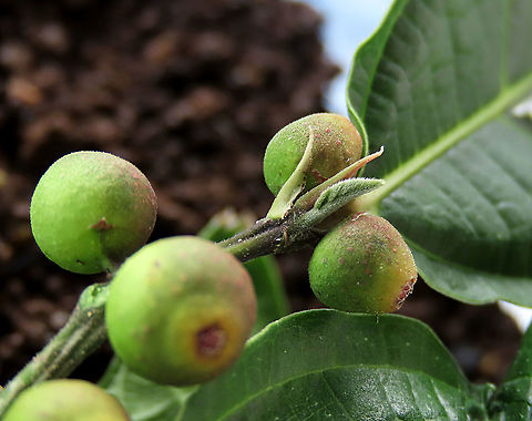 Cuming's Fig new leaf forming This are the fruits of a female Ficus cumingii. A common fig species from Philippines which have successfully arrived the east coast of Sabah, Borneo. This species is unique where it has some leaves that are growing opposite to each other which is unlike all the other fig species. Leaves are are very rough with tiny hard hairs. This is the female fruit so this can bear fertile fruits with seeds unlike the male plants.

Previous botanical records have shown that this species is very rare in Borneo but now we are realizing that this is indeed a very common species which are growing in urban areas. My organization (1StopBorneo Wildlife) stumbled upon this while trying to record important fig trees in the urban wildlife ecosystem. In our nursery, seeds of this species germinate quite well.
 Fall,Ficus cumingii,Geotagged,Malaysia