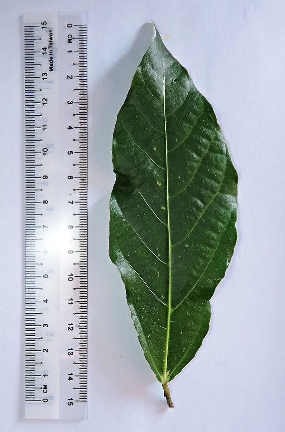 Cuming's Fig leaf size This is the leaf of a female Ficus cumingii. A common fig species from Philippines which have successfully arrived the east coast of Sabah, Borneo. This species is unique where it has some leaves that are growing opposite to each other which is unlike all the other fig species. Leaves are are very rough with tiny hard hairs. This is the female fruit so this can bear fertile fruits with seeds unlike the male plants.<br />
<br />
Previous botanical records have shown that this species is very rare in Borneo but now we are realizing that this is indeed a very common species which are growing in urban areas. My organization (1StopBorneo Wildlife) stumbled upon this while trying to record important fig trees in the urban wildlife ecosystem. In our nursery, seeds of this species germinate quite well.<br />
 Fall,Ficus cumingii,Geotagged,Malaysia