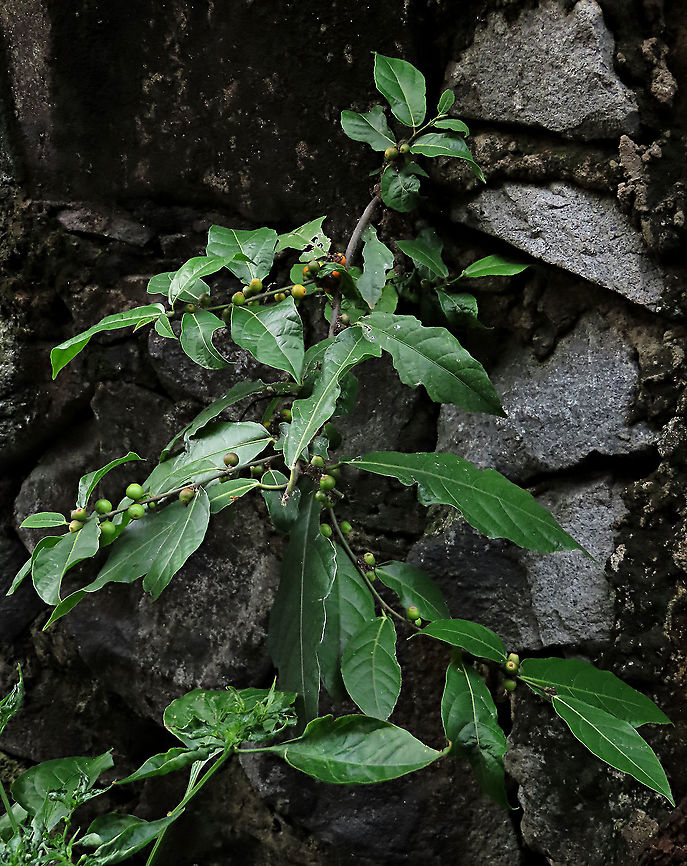 Cuming's Fig growing on rocks This is the plant of a female Ficus cumingii growing out from a rock wall in a residential area. A common fig species from Philippines which have successfully arrived the east coast of Sabah, Borneo. This species is unique where it has some leaves that are growing opposite to each other which is unlike all the other fig species. Leaves are are very rough with tiny hard hairs. This is the female fruit so this can bear fertile fruits with seeds unlike the male plants.<br />
<br />
Previous botanical records have shown that this species is very rare in Borneo but now we are realizing that this is indeed a very common species which are growing in urban areas. My organization (1StopBorneo Wildlife) stumbled upon this while trying to record important fig trees in the urban wildlife ecosystem. In our nursery, seeds of this species germinate quite well.<br />
 Fall,Ficus cumingii,Geotagged,Malaysia