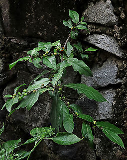Cuming's Fig growing on rocks This is the plant of a female Ficus cumingii growing out from a rock wall in a residential area. A common fig species from Philippines which have successfully arrived the east coast of Sabah, Borneo. This species is unique where it has some leaves that are growing opposite to each other which is unlike all the other fig species. Leaves are are very rough with tiny hard hairs. This is the female fruit so this can bear fertile fruits with seeds unlike the male plants.

Previous botanical records have shown that this species is very rare in Borneo but now we are realizing that this is indeed a very common species which are growing in urban areas. My organization (1StopBorneo Wildlife) stumbled upon this while trying to record important fig trees in the urban wildlife ecosystem. In our nursery, seeds of this species germinate quite well.
 Fall,Ficus cumingii,Geotagged,Malaysia