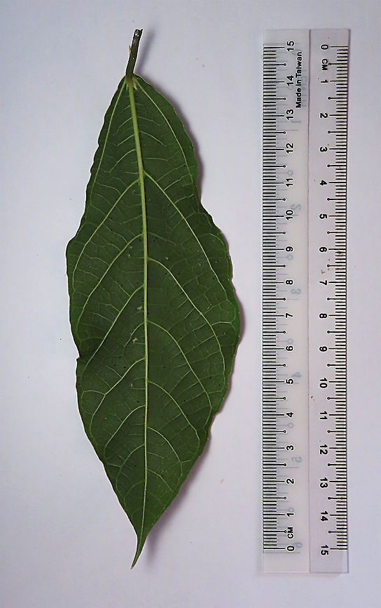Cuming's Fig female leaf back This is the leaf of a female Ficus cumingii. A common fig species from Philippines which have successfully arrived the east coast of Sabah, Borneo. This species is unique where it has some leaves that are growing opposite to each other which is unlike all the other fig species. Leaves are are very rough with tiny hard hairs. This is the female fruit so this can bear fertile fruits with seeds unlike the male plants.<br />
<br />
Previous botanical records have shown that this species is very rare in Borneo but now we are realizing that this is indeed a very common species which are growing in urban areas. My organization (1StopBorneo Wildlife) stumbled upon this while trying to record important fig trees in the urban wildlife ecosystem. In our nursery, seeds of this species germinate quite well.<br />
 Fall,Ficus cumingii,Geotagged,Malaysia