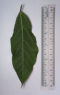 Cuming's Fig female leaf back This is the leaf of a female Ficus cumingii. A common fig species from Philippines which have successfully arrived the east coast of Sabah, Borneo. This species is unique where it has some leaves that are growing opposite to each other which is unlike all the other fig species. Leaves are are very rough with tiny hard hairs. This is the female fruit so this can bear fertile fruits with seeds unlike the male plants.

Previous botanical records have shown that this species is very rare in Borneo but now we are realizing that this is indeed a very common species which are growing in urban areas. My organization (1StopBorneo Wildlife) stumbled upon this while trying to record important fig trees in the urban wildlife ecosystem. In our nursery, seeds of this species germinate quite well.
 Fall,Ficus cumingii,Geotagged,Malaysia