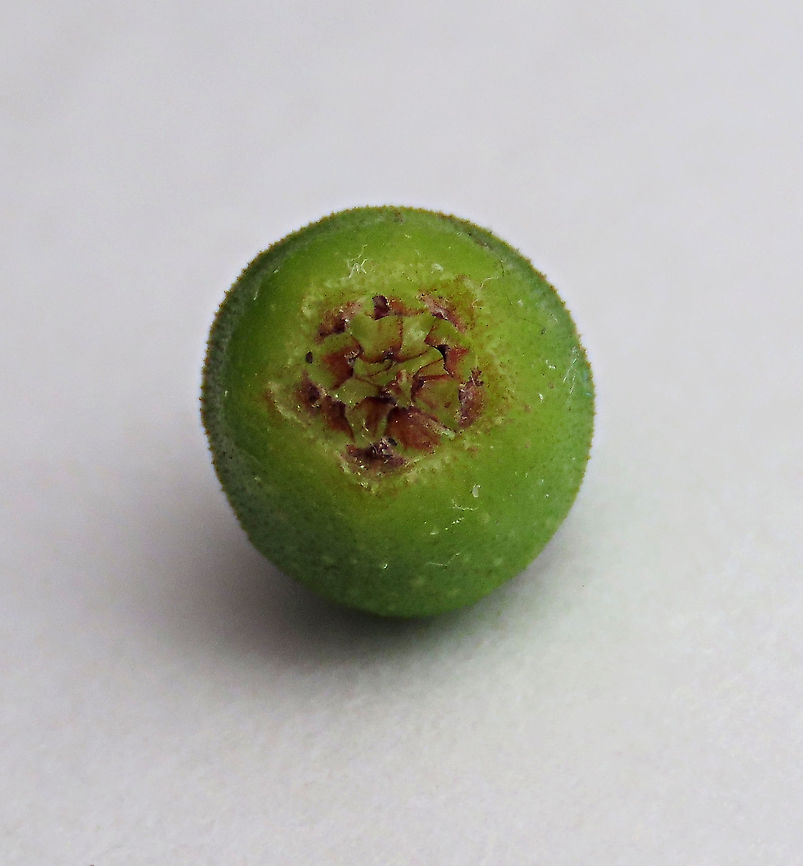 Cuming's Fig young fruit ostiole bracts This is the young unripe fruit of a female Ficus cumingii showing the ostiole bracts forming. A common fig species from Philippines which have successfully arrived the east coast of Sabah, Borneo. This species is unique where it has some leaves that are growing opposite to each other which is unlike all the other fig species. Leaves are are very rough with tiny hard hairs. This is the female fruit so this can bear fertile fruits with seeds unlike the male plants.<br />
<br />
Previous botanical records have shown that this species is very rare in Borneo but now we are realizing that this is indeed a very common species which are growing in urban areas. My organization (1StopBorneo Wildlife) stumbled upon this while trying to record important fig trees in the urban wildlife ecosystem. In our nursery, seeds of this species germinate quite well.<br />
 Fall,Ficus cumingii,Geotagged,Malaysia