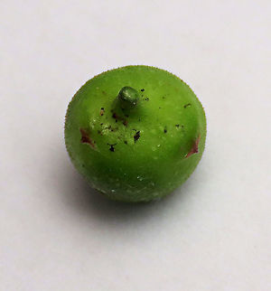 Cuming's Fig young fruit with short calyx This is the young unripe fruit of a female Ficus cumingii. A common fig species from Philippines which have successfully arrived the east coast of Sabah, Borneo. This species is unique where it has some leaves that are growing opposite to each other which is unlike all the other fig species. Leaves are are very rough with tiny hard hairs. This is the female fruit so this can bear fertile fruits with seeds unlike the male plants.

Previous botanical records have shown that this species is very rare in Borneo but now we are realizing that this is indeed a very common species which are growing in urban areas. My organization (1StopBorneo Wildlife) stumbled upon this while trying to record important fig trees in the urban wildlife ecosystem. In our nursery, seeds of this species germinate quite well.
 Fall,Ficus cumingii,Geotagged,Malaysia