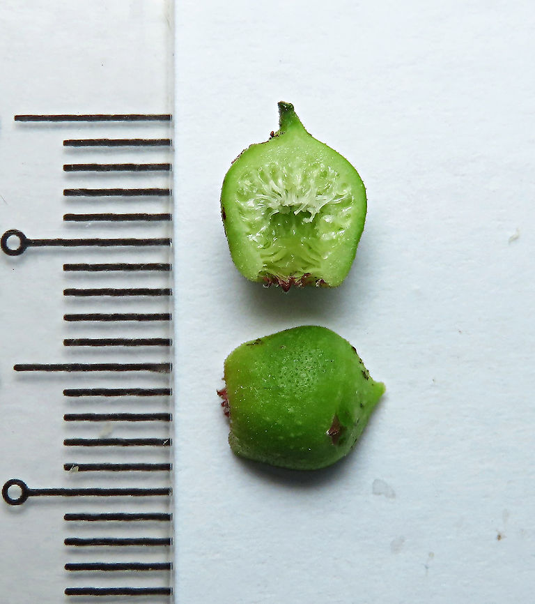 Cuming's Fig young fruit This is the very young unripe fruit of a female Ficus cumingii. A common fig species from Philippines which have successfully arrived the east coast of Sabah, Borneo. This species is unique where it has some leaves that are growing opposite to each other which is unlike all the other fig species. Leaves are are very rough with tiny hard hairs. This is the female fruit so this can bear fertile fruits with seeds unlike the male plants.<br />
<br />
Previous botanical records have shown that this species is very rare in Borneo but now we are realizing that this is indeed a very common species which are growing in urban areas. My organization (1StopBorneo Wildlife) stumbled upon this while trying to record important fig trees in the urban wildlife ecosystem. In our nursery, seeds of this species germinate quite well.<br />
 Fall,Ficus cumingii,Geotagged,Malaysia
