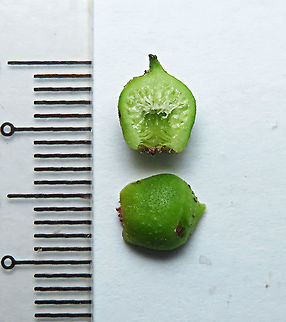 Cuming's Fig young fruit This is the very young unripe fruit of a female Ficus cumingii. A common fig species from Philippines which have successfully arrived the east coast of Sabah, Borneo. This species is unique where it has some leaves that are growing opposite to each other which is unlike all the other fig species. Leaves are are very rough with tiny hard hairs. This is the female fruit so this can bear fertile fruits with seeds unlike the male plants.

Previous botanical records have shown that this species is very rare in Borneo but now we are realizing that this is indeed a very common species which are growing in urban areas. My organization (1StopBorneo Wildlife) stumbled upon this while trying to record important fig trees in the urban wildlife ecosystem. In our nursery, seeds of this species germinate quite well.
 Fall,Ficus cumingii,Geotagged,Malaysia