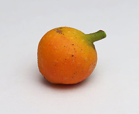 Cuming's Fig almost ripe This is the almost ripe fruit of a female Ficus cumingii. A common fig species from Philippines which have successfully arrived the east coast of Sabah, Borneo. This species is unique where it has some leaves that are growing opposite to each other which is unlike all the other fig species. Leaves are are very rough with tiny hard hairs. This is the female fruit so this can bear fertile fruits with seeds unlike the male plants.

Previous botanical records have shown that this species is very rare in Borneo but now we are realizing that this is indeed a very common species which are growing in urban areas. My organization (1StopBorneo Wildlife) stumbled upon this while trying to record important fig trees in the urban wildlife ecosystem. In our nursery, seeds of this species germinate quite well.
 Fall,Ficus cumingii,Geotagged,Malaysia