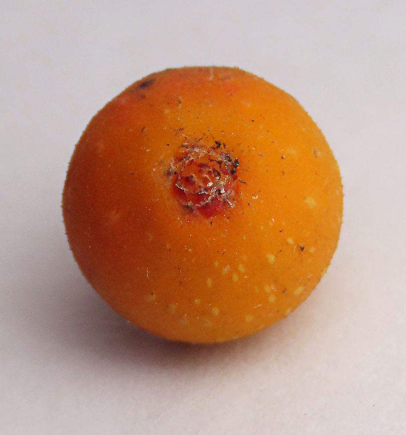 Cuming's Fig almost ripe ostiole This is the almost ripe fruit of a female Ficus cumingii showing its ostiole bracts where fig wasps squeeze through to enter the fruit. A common fig species from Philippines which have successfully arrived the east coast of Sabah, Borneo. This species is unique where it has some leaves that are growing opposite to each other which is unlike all the other fig species. Leaves are are very rough with tiny hard hairs. This is the female fruit so this can bear fertile fruits with seeds unlike the male plants.<br />
<br />
Previous botanical records have shown that this species is very rare in Borneo but now we are realizing that this is indeed a very common species which are growing in urban areas. My organization (1StopBorneo Wildlife) stumbled upon this while trying to record important fig trees in the urban wildlife ecosystem. In our nursery, seeds of this species germinate quite well.<br />
 Fall,Ficus cumingii,Geotagged,Malaysia