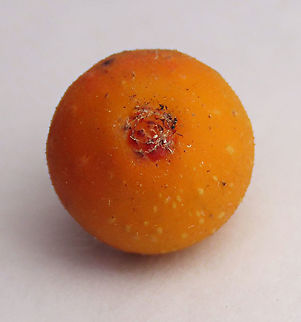 Cuming's Fig almost ripe ostiole This is the almost ripe fruit of a female Ficus cumingii showing its ostiole bracts where fig wasps squeeze through to enter the fruit. A common fig species from Philippines which have successfully arrived the east coast of Sabah, Borneo. This species is unique where it has some leaves that are growing opposite to each other which is unlike all the other fig species. Leaves are are very rough with tiny hard hairs. This is the female fruit so this can bear fertile fruits with seeds unlike the male plants.

Previous botanical records have shown that this species is very rare in Borneo but now we are realizing that this is indeed a very common species which are growing in urban areas. My organization (1StopBorneo Wildlife) stumbled upon this while trying to record important fig trees in the urban wildlife ecosystem. In our nursery, seeds of this species germinate quite well.
 Fall,Ficus cumingii,Geotagged,Malaysia