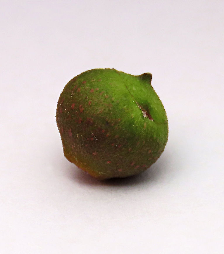 Cuming's Fig unripe fruit side view This is the unripe fruit of a female Ficus cumingii. A common fig species from Philippines which have successfully arrived the east coast of Sabah, Borneo. This species is unique where it has some leaves that are growing opposite to each other which is unlike all the other fig species. Leaves are are very rough with tiny hard hairs. This is the female fruit so this can bear fertile fruits with seeds unlike the male plants.<br />
<br />
Previous botanical records have shown that this species is very rare in Borneo but now we are realizing that this is indeed a very common species which are growing in urban areas. My organization (1StopBorneo Wildlife) stumbled upon this while trying to record important fig trees in the urban wildlife ecosystem. In our nursery, seeds of this species germinate quite well.<br />
 Fall,Ficus cumingii,Geotagged,Malaysia