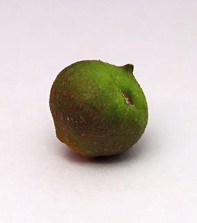 Cuming's Fig unripe fruit side view This is the unripe fruit of a female Ficus cumingii. A common fig species from Philippines which have successfully arrived the east coast of Sabah, Borneo. This species is unique where it has some leaves that are growing opposite to each other which is unlike all the other fig species. Leaves are are very rough with tiny hard hairs. This is the female fruit so this can bear fertile fruits with seeds unlike the male plants.

Previous botanical records have shown that this species is very rare in Borneo but now we are realizing that this is indeed a very common species which are growing in urban areas. My organization (1StopBorneo Wildlife) stumbled upon this while trying to record important fig trees in the urban wildlife ecosystem. In our nursery, seeds of this species germinate quite well.
 Fall,Ficus cumingii,Geotagged,Malaysia