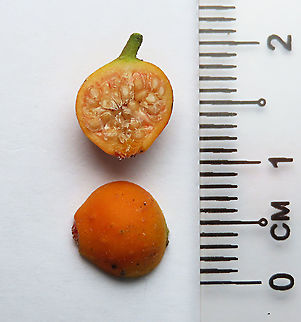 Cuming's Fig almost ripe seeds This is the almost ripe fruit of a female Ficus cumingii showing seeds that are almost fertile. A common fig species from Philippines which have successfully arrived the east coast of Sabah, Borneo. This species is unique where it has some leaves that are growing opposite to each other which is unlike all the other fig species. Leaves are are very rough with tiny hard hairs. This is the female fruit so this can bear fertile fruits with seeds unlike the male plants.

Previous botanical records have shown that this species is very rare in Borneo but now we are realizing that this is indeed a very common species which are growing in urban areas. My organization (1StopBorneo Wildlife) stumbled upon this while trying to record important fig trees in the urban wildlife ecosystem. In our nursery, seeds of this species germinate quite well.
 Fall,Ficus cumingii,Geotagged,Malaysia