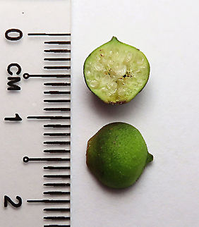 Cuming's Fig unripe fruit size This is the unripe fruit of a female Ficus cumingii with seeds still soft and not properly developed yet. A common fig species from Philippines which have successfully arrived the east coast of Sabah, Borneo. This species is unique where it has some leaves that are growing opposite to each other which is unlike all the other fig species. Leaves are are very rough with tiny hard hairs. This is the female fruit so this can bear fertile fruits with seeds unlike the male plants.

Previous botanical records have shown that this species is very rare in Borneo but now we are realizing that this is indeed a very common species which are growing in urban areas. My organization (1StopBorneo Wildlife) stumbled upon this while trying to record important fig trees in the urban wildlife ecosystem. In our nursery, seeds of this species germinate quite well.
 Fall,Ficus cumingii,Geotagged,Malaysia