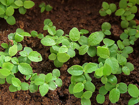 Cuming's Fig seedlings Young seedlings growing well from the seeds obtained from female Cuming's fruits. The small leaves are already showing signs of hairs. This is one of several fig species we are growing in our nursery for reforestation projects.

Ficus cumingii is a common fig species from Philippines which have successfully arrived the east coast of Sabah, Borneo and slowly becoming abundant in the urban areas. This species is unique where it has some leaves that are growing opposite to each other which is unlike all the other fig species. Leaves are are very rough with tiny hard hairs.  Fall,Ficus cumingii,Geotagged,Malaysia
