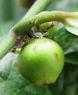 Ants & Mealybugs on Fig Mealybug infestation on this Cumingii fig (Ficus cumingii). It seems like they attack the base of the fruit where sweet nutrients are pumped into the fruits. They form a mutualistic relationship with ants by providing them with sweet honeydew secretions and in return get security protection from the ants. There are few ant nest built on this fig plant so that they can check on the mealybugs full time. 

Ficus cumingii is a common fig species from Philippines which have successfully arrived the east coast of Sabah, Borneo and slowly becoming abundant in the urban areas. This species is unique where it has some leaves that are growing opposite to each other which is unlike all the other fig species. Leaves are are very rough with tiny hard hairs.

 Fall,Geotagged,Malaysia