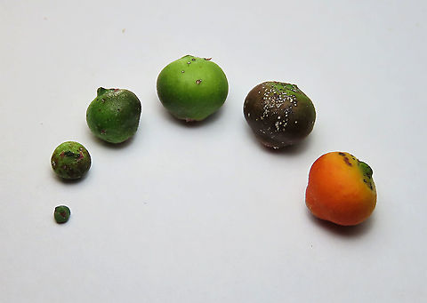 Cuming's Fig fruit ripeness Ficus cumingii is a common fig species from Philippines which have successfully arrived the east coast of Sabah, Borneo and slowly becoming abundant in the urban areas. This species is unique where it has some leaves that are growing opposite to each other which is unlike all the other fig species. Leaves are are very rough with tiny hard hairs.

 Fall,Ficus cumingii,Geotagged,Malaysia