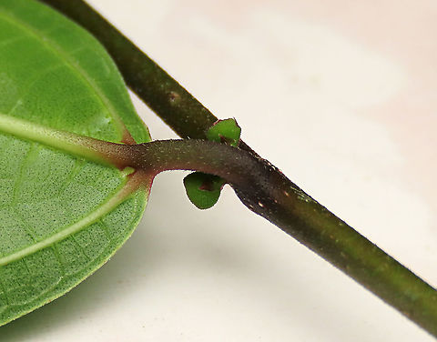 Cuming's Fig tiny fruits New fruits sprouting from the base of the leaves. The fruit calyx and ostiole are already seen developed in this early stage.

Ficus cumingii is a common fig species from Philippines which have successfully arrived the east coast of Sabah, Borneo and slowly becoming abundant in the urban areas. This species is unique where it has some leaves that are growing opposite to each other which is unlike all the other fig species. Leaves are are very rough with tiny hard hairs.

 Fall,Ficus cumingii,Geotagged,Malaysia