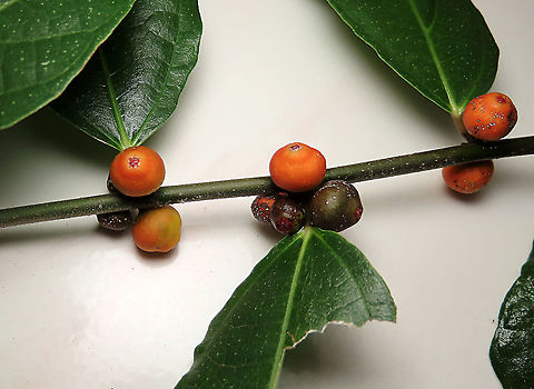 Cuming's Fig fruiting Fruits of different ripeness growing at the base of the leaf. The white scars on the fruits are signs of attacks from insects, probably from mealybugs or parasitic fig wasps.

Ficus cumingii is a common fig species from Philippines which have successfully arrived the east coast of Sabah, Borneo and slowly becoming abundant in the urban areas. This species is unique where it has some leaves that are growing opposite to each other which is unlike all the other fig species. Although this photo shows the side of the plant which have non-opposite leaves instead. Leaves are are very rough with tiny hard hairs.

 Fall,Ficus cumingii,Geotagged,Malaysia