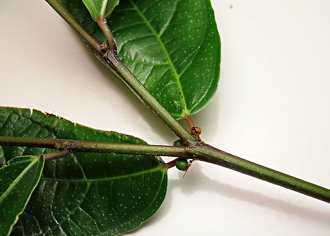 Cuming's Fig mirror clone The uniqueness of Ficus cumingii is that the twigs can branch off symmetrically where both sides are almost the same like a mirror reflection. Other fig species are typically not symmetrical as the leaves grow alternately on the side so there are no leaves growing eaxctly opposite of each other.

Ficus cumingii is a common fig species from Philippines which have successfully arrived the east coast of Sabah, Borneo and slowly becoming abundant in the urban areas. This species is unique where it has some leaves that are growing opposite to each other which is unlike all the other fig species. Leaves are are very rough with tiny hard hairs.

 Fall,Ficus cumingii,Geotagged,Malaysia