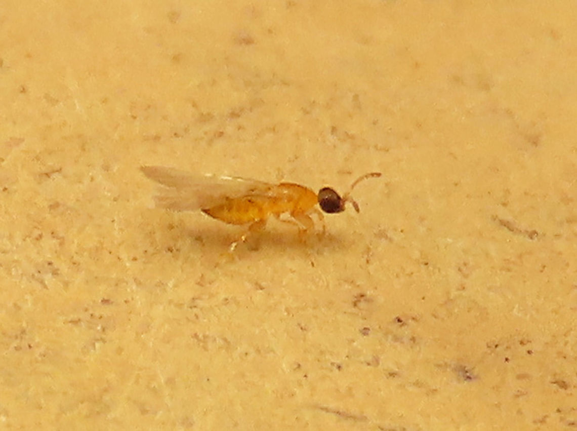 Cuming's Fig Wasp A fig wasp at only 1mm long. Possibly the pollinating fig wasp of Ficus cumingii. Escaped from a male fruit of the Cuming&#039;s Fig (Ficus cumingii). <br />
<br />
Ficus cumingii is a common fig species from Philippines which have successfully arrived the east coast of Sabah, Borneo and slowly becoming abundant in the urban areas. This species is unique where it has some leaves that are growing opposite to each other which is unlike all the other fig species. Although this photo shows the side of the plant which have non-opposite leaves instead. Leaves are are very rough with tiny hard hairs.<br />
 Geotagged,Malaysia,Summer