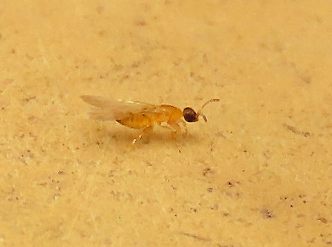Cuming's Fig Wasp A fig wasp at only 1mm long. Possibly the pollinating fig wasp of Ficus cumingii. Escaped from a male fruit of the Cuming's Fig (Ficus cumingii). 

Ficus cumingii is a common fig species from Philippines which have successfully arrived the east coast of Sabah, Borneo and slowly becoming abundant in the urban areas. This species is unique where it has some leaves that are growing opposite to each other which is unlike all the other fig species. Although this photo shows the side of the plant which have non-opposite leaves instead. Leaves are are very rough with tiny hard hairs.
 Geotagged,Malaysia,Summer