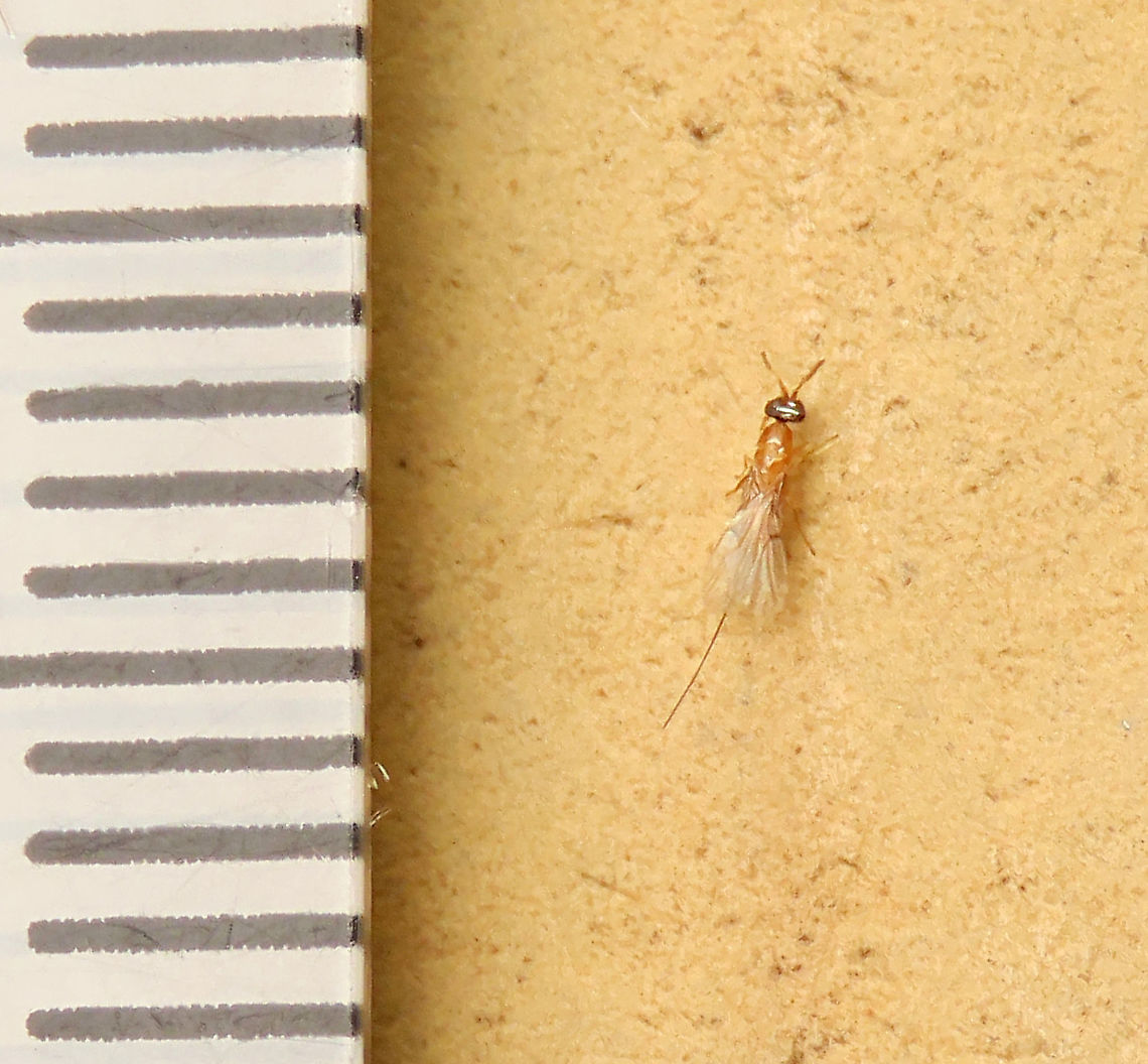 Parasitic Wasp of Cuming's Fig size A parasitic fig wasp at about 4mm long (ovipositor included). Escaped from a male fruit of the Cuming's Fig (Ficus cumingii). This is a parasitic wasp which does not pollinate the figs as it does not need to enter the fruits. Since the females have long ovipositors, she can easily inject her eggs directly into the fig from outside. Only fig wasps which enters fig fruits are beneficial parasites while fig wasps with long ovipositor like these are parasitic and does not bring any benefit to figs. This photo is from Shavez Cheema, my colleague from 1StopBorneo Wildlife.<br />
<br />
Ficus cumingii is a common fig species from Philippines which have successfully arrived the east coast of Sabah, Borneo and slowly becoming abundant in the urban areas. This species is unique where it has some leaves that are growing opposite to each other which is unlike all the other fig species. Although this photo shows the side of the plant which have non-opposite leaves instead. Leaves are are very rough with tiny hard hairs.<br />
 Geotagged,Malaysia,Summer