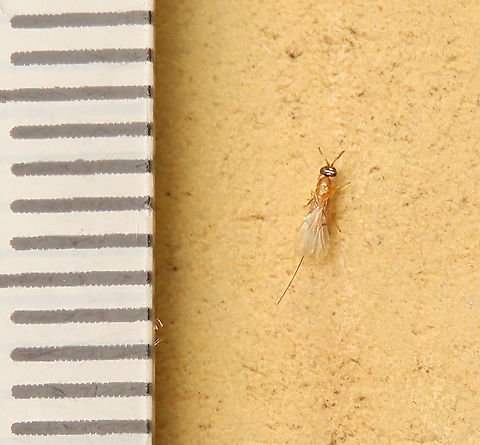Parasitic Wasp of Cuming's Fig size A parasitic fig wasp at about 4mm long (ovipositor included). Escaped from a male fruit of the Cuming's Fig (Ficus cumingii). This is a parasitic wasp which does not pollinate the figs as it does not need to enter the fruits. Since the females have long ovipositors, she can easily inject her eggs directly into the fig from outside. Only fig wasps which enters fig fruits are beneficial parasites while fig wasps with long ovipositor like these are parasitic and does not bring any benefit to figs. This photo is from Shavez Cheema, my colleague from 1StopBorneo Wildlife.

Ficus cumingii is a common fig species from Philippines which have successfully arrived the east coast of Sabah, Borneo and slowly becoming abundant in the urban areas. This species is unique where it has some leaves that are growing opposite to each other which is unlike all the other fig species. Although this photo shows the side of the plant which have non-opposite leaves instead. Leaves are are very rough with tiny hard hairs.
 Geotagged,Malaysia,Summer