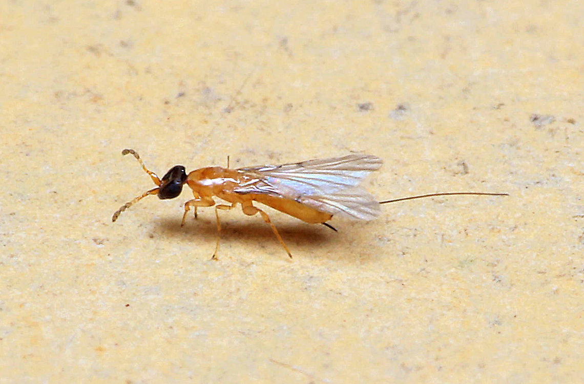 Parasitic Wasp of Cuming's Fig A parasitic fig wasp at about 4mm long (ovipositor included). Escaped from a male fruit of the Cuming's Fig (Ficus cumingii). This is a parasitic wasp which does not pollinate the figs as it does not need to enter the fruits. Since the females have long ovipositors, she can easily inject her eggs directly into the fig from outside. Only fig wasps which enters fig fruits are beneficial parasites while fig wasps with long ovipositor like these are parasitic and does not bring any benefit to figs. This photo is from Shavez Cheema, my colleague from 1StopBorneo Wildlife.<br />
<br />
Ficus cumingii is a common fig species from Philippines which have successfully arrived the east coast of Sabah, Borneo and slowly becoming abundant in the urban areas. This species is unique where it has some leaves that are growing opposite to each other which is unlike all the other fig species. Although this photo shows the side of the plant which have non-opposite leaves instead. Leaves are are very rough with tiny hard hairs.<br />
 Geotagged,Malaysia,Summer