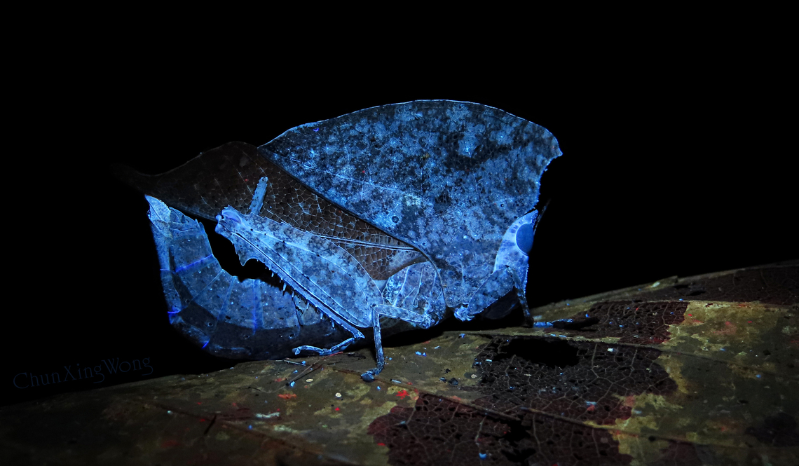 Dead Leaf Grasshopper under UV Chorotypus sp. - A spectacular grasshopper which mimics dried leaf for protection. Due to its almost perfect camouflage, it is hard to spot making it quite rarely seen in the wild. Interestingly it glows under ultraviolet light despite its dull brown colour.<br />
<br />
Spotted recently during a macro nightwalk trip with fellow JD member - Albert Kang with his trusty UV torchlight. 1StopBorneo,Borneo,Geotagged,Malaysia,Sabah,Ultra Violet Light,Winter,insects,mimicry,orthoptera