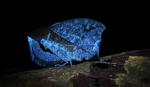 Dead Leaf Grasshopper under UV Chorotypus sp. - A spectacular grasshopper which mimics dried leaf for protection. Due to its almost perfect camouflage, it is hard to spot making it quite rarely seen in the wild. Interestingly it glows under ultraviolet light despite its dull brown colour.

Spotted recently during a macro nightwalk trip with fellow JD member - Albert Kang with his trusty UV torchlight. 1StopBorneo,Borneo,Geotagged,Malaysia,Sabah,Ultra Violet Light,Winter,insects,mimicry,orthoptera