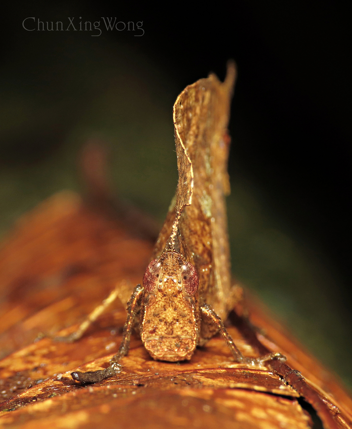 Dead Leaf Grasshopper headshot Chorotypus sp. - A spectacular grasshopper which mimics dried leaf for protection. Due to its almost perfect camouflage, it is hard to spot making it quite rarely seen in the wild. From the front it looks quite flat like an actual leaf too.<br />
<br />
Spotted recently during a macro nightwalk trip with fellow JD member - Albert Kang. 1StopBorneo,Borneo,Geotagged,Malaysia,Sabah,Winter,insects,mimicry,orthoptera