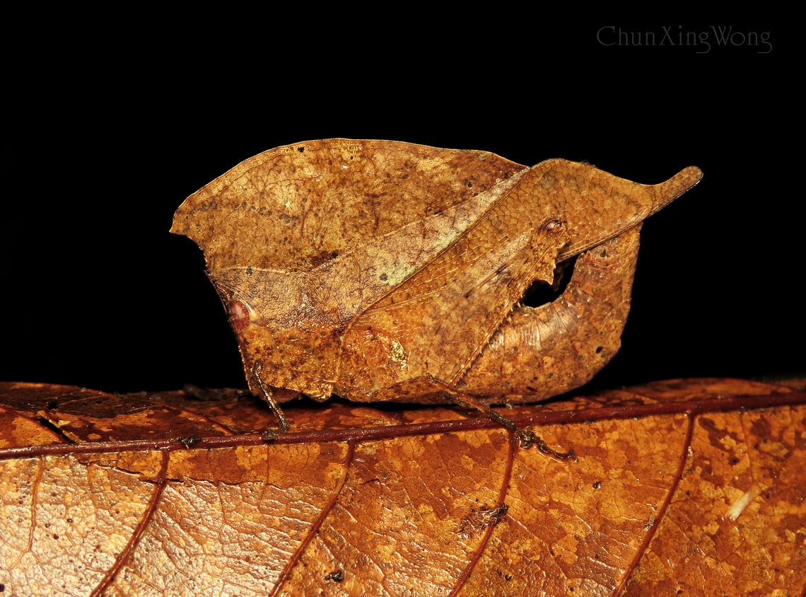 Dead Leaf Grasshopper Chorotypus sp. - A spectacular grasshopper which mimics dried leaf for protection. Due to its almost perfect camouflage, it is hard to spot making it quite rarely seen in the wild.<br />
<br />
Spotted recently during a macro nightwalk trip with fellow JD member - Albert Kang. 1StopBorneo,Borneo,Geotagged,Malaysia,Sabah,Winter,insects,mimicry,orthoptera