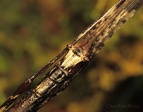 Stick Insect's bug eyes A stick insect looking like a real stick, camouflaging on a mossy tree trunk. Most people and animals would easily walk pass without noticing it. This winged female is quite large, tip to tip about 200mm! 1stopborneo,Borneo,Geotagged,Malaysia,Winter,camouflage,mimicry,phasmid,wildlife